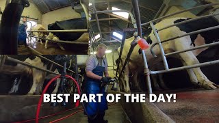 MORNING MILKING ON AN IRISH DAIRY FARM !