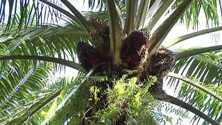Malaysian Palm Oil - From Tree to Table Part 1