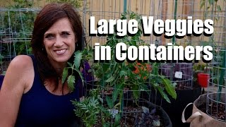 Growing large vegetables and fruit in containers IS possible in a deck or small space. In this video, I share some tips for success so 