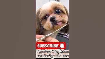 Cười sặc sụa với cún cưng đáng yêu #petsandghosts #funny #pets #animals #paranormal  @Vunghiavlog