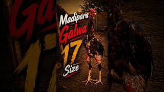 🔥 Madipara Galwa Kana Aseel Murga | Powerful Fighter Aseel Breed 🐓 #Shorts #AseelMurga #KanaAseel