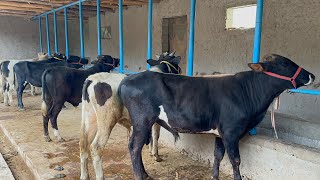 Бокма Букаларни Арзон Жойидан Кидирганларга