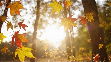 Visual Story | Monet