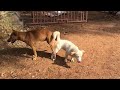 Countryside Dogs VS City Dogs Sweet Love Making #Part2