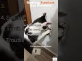 Ranking Funniest Cat Moments