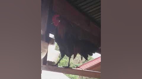 tsob noob qaib qus qua soob dib cuab tuaj zoo pib hawj lawm npaj siab cuab 6 tom ntuj tsaug  f3