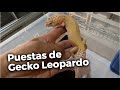 Puestas de Gecko leopardo // Nuevo Reptile Room