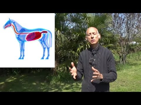 Vidéo: Que Signifie L'expression « Ne Pas Nourrir Le Cheval » ?