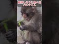 【癒やし】パンチくんのお食事タイム！美味しそうにモグモグ食べる姿が可愛すぎる❤️ #パンチくん#shorts #monkey #市川市動植物園 #zoo#cute