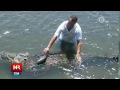 Arriesgada captura de cocodrilo de 4 metros en río Tárcoles