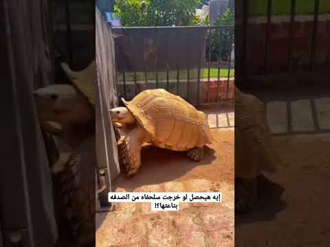 إيه هيحصل لو خرجت سلحفاه من الصدفه بتاعتها