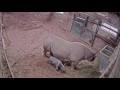 Birth of rare baby black Rhino caught on CCTV