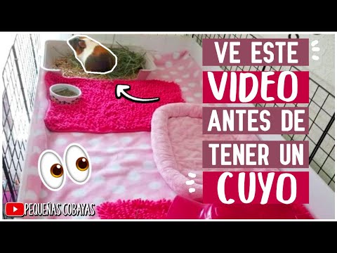 COSAS que DEBES SABER ANTES de TENER un CUYO hqdefault