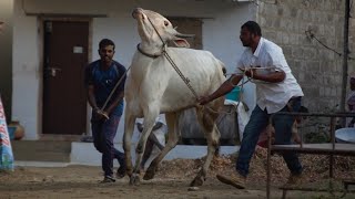 Highly Active Hallikar Racing Bull Of Malleshappa Ranebennur