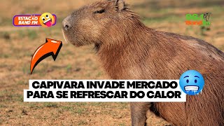 Capivara invade mercado para se refrescar do calor ao lado de freezer - Estação Band FM