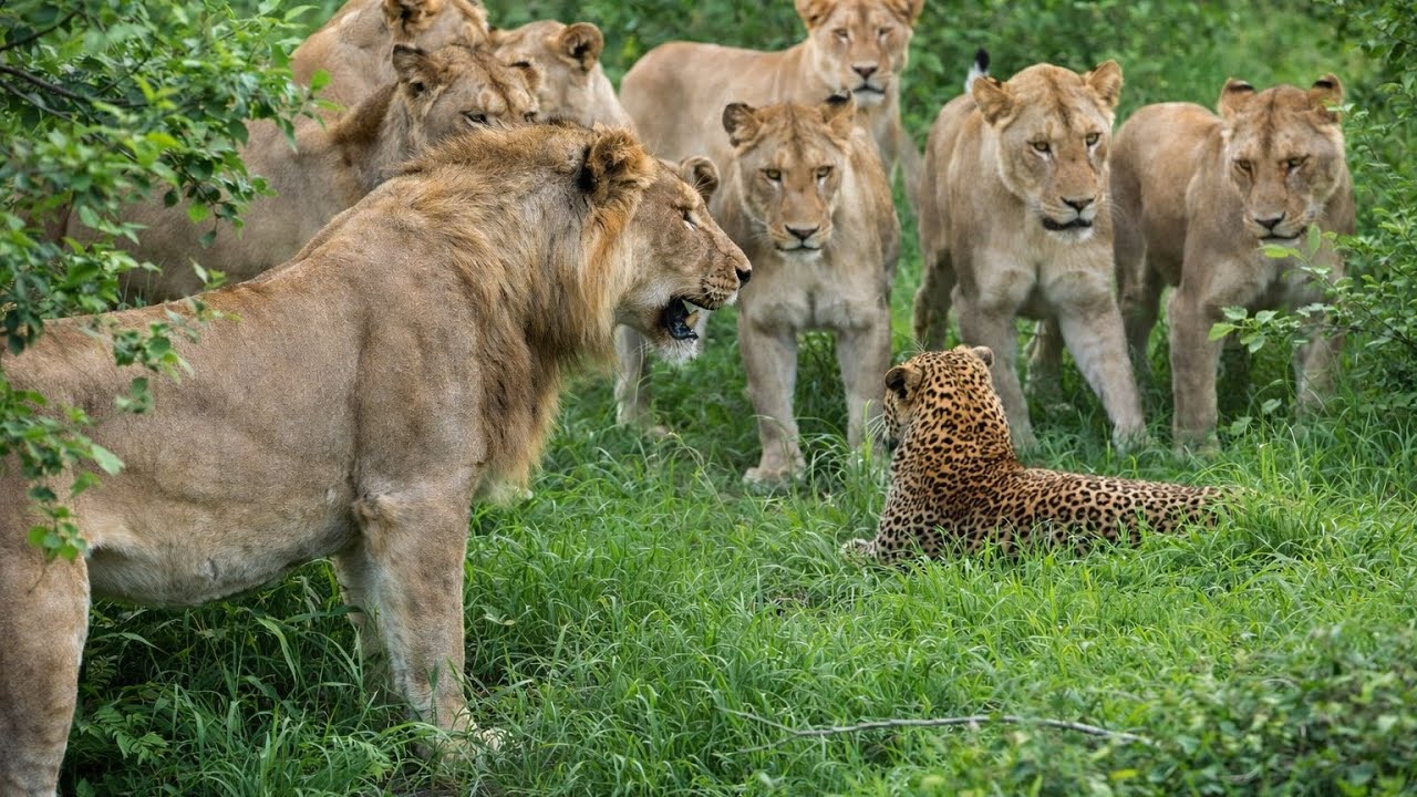 Lion Prince  A Full View of the Survival Showdown – Dynasties Full Clip