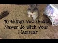 10 Things You Should Never Do With Your Hamster