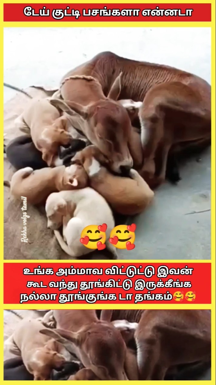 😂 வேடிக்கை வீடியோக்கள்😅 - ShareChat