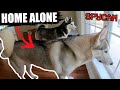 Siberian Huskies HOWLING TOGETHER - CAUGHT ON CAMERA!