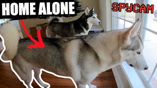 Siberian Huskies HOWLING TOGETHER - CAUGHT ON CAMERA!