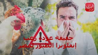 حقيقة عودة رعب انفلونزا الطيور لمصر