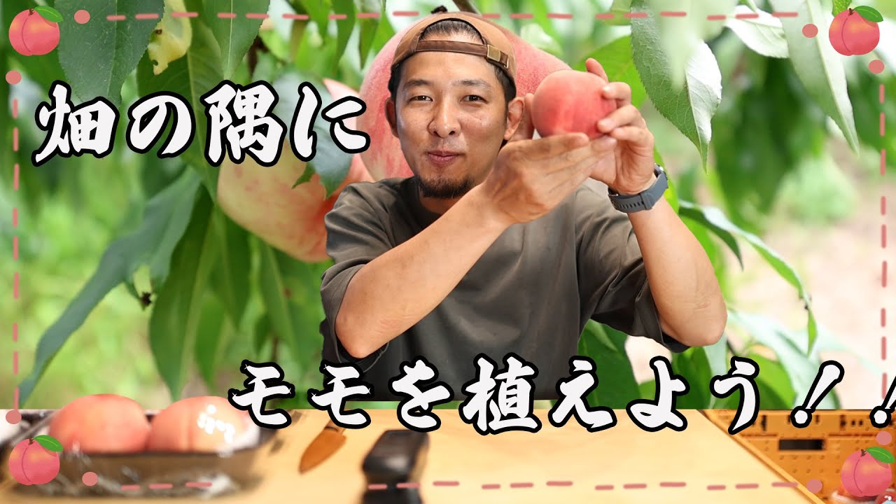 空いている土地にモモを植えよう【桃栽培の要点/メリット・デメリット】