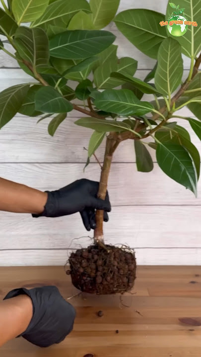 Root Pruning of Rubber Plant #rubberplant #thegreenearth #plants