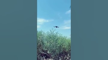 ВСУ сбили палкой российский дрон