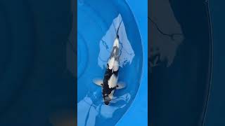 Ogata Shiro Utsuri Nisai #koi #koifish #fishing #fish