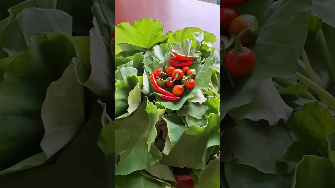 my second harvest of taro leaves and chillies 😎 #terracegarden #taroleaves #organic #growyourownfood