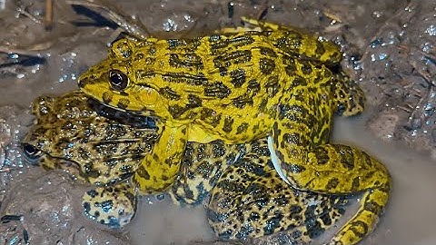 Ếch Ra Ruộng Nằm Như Cục Đất Khi Nghe Tiếng Loa Lụm Sướng Tay