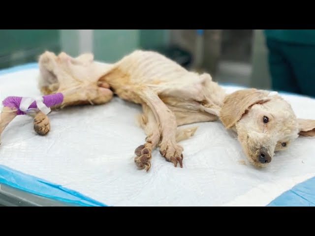 He Woke Up And Cried A Lot: "I'm Grateful For Giving Me Hope To Survive  Again" - YouTube
