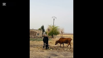 سورة الكهف فضيله الشيخ ماهر المعيقلي 🤍#القرآن_الكريم #اكسبلور #المصحف #راحة_نفسية #لايك 