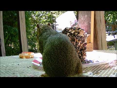 Backyard Buffet II by Ted Moomaw