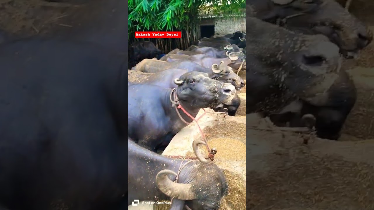 Murrah Buffalo New Videos !! Dairy Farm !! Yadav Dairy Farm !! Buffalo Dairy Farm !! Bhaish Video