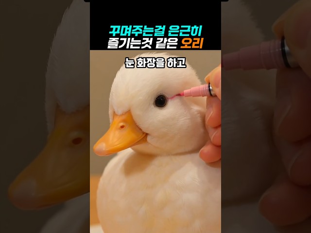 꾸며주는걸 즐기는것 같은 오리 ㅋ