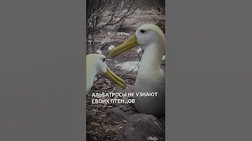 Альбатросы не узнают своих птенцов  - интересные факты о птицах