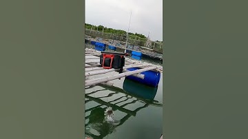 Cách Câu Cá Rìa Bông - Tập 3 | Câu Cá Biển Vũng Tàu ✅ #seafishing #fishing #youtubeshorts #shorts