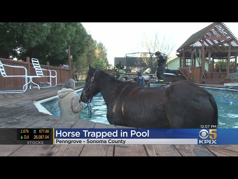 Firefighters Rescue Horse From Swimming Pool In Sonoma County