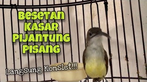 Top Masteran Kasar‼️Pijantung Pisang Gacor Konslet Mbeset Nembak Nembak Panjang | Kicau Tembak