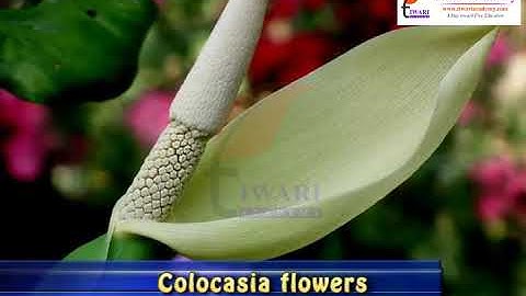 Getting to Know Plants - Unisexual and Bisexual Flowers