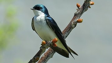 Filming the Feathers: Tree Swallows on Governors Island