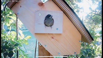 House Wren chicks fledging and leaving the bird nest box on 4th of July - Part 2