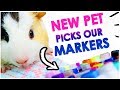 My Pet Picks My Art Supplies 🐹 - 3 Marker Challenge!