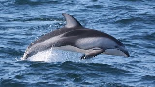 Pacific White-Sided Dolphin Facts