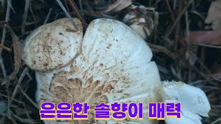 솔잣버섯 발생 (식용)