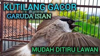 KUTILANG GACOR GARUDA ISIAN PALING MUDAH DITIRU COCOK UNTUK MASTERAN KUTILANG LAIN