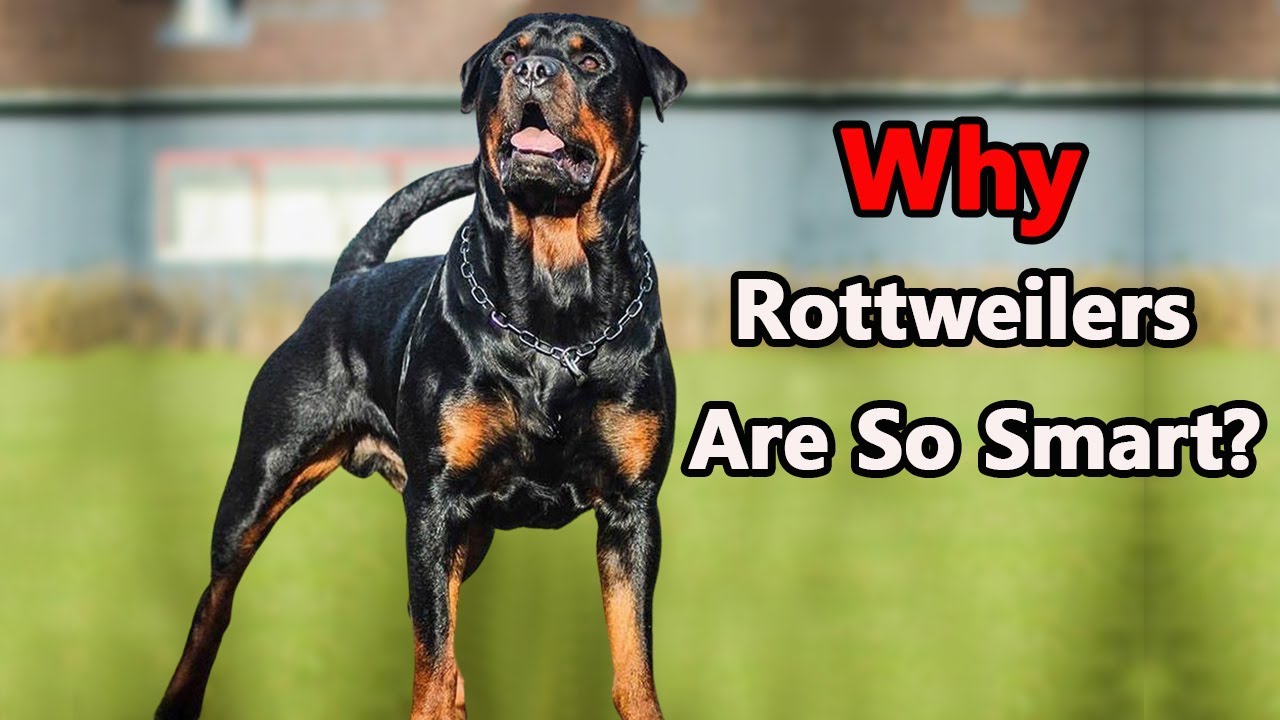 Smart Rottweiler The truth about Rottweiler | Most Intelligent Dog Breeds - YouTube