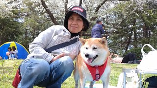 A DAY LIFE WITH SHIBA DOG SAKURA IN JAPAN