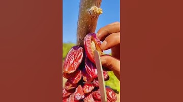 فَبِأَيِّ آلَاءِ رَبِّكُمَا تُكَذِّبَانِ سورة الرحمان